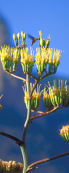 Hummingbird feeds on century plant