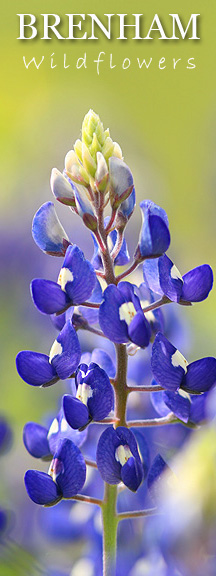 Image #2. Close up of a Texas Bluebonnet.