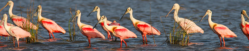 Roseate Spoonbills