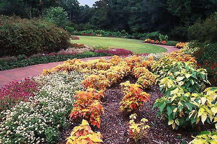 Mercer Arboretum