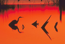 Picture of Great Egret