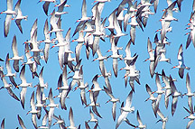 Picture of Black Skimmer