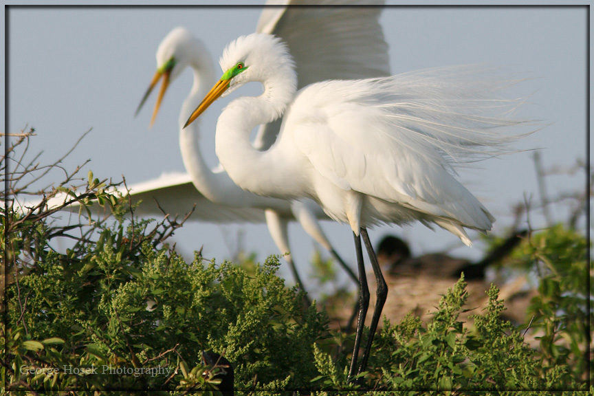Great egrets in breeding plummage.