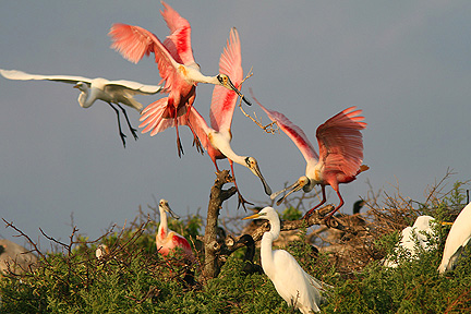 Bird Rookery