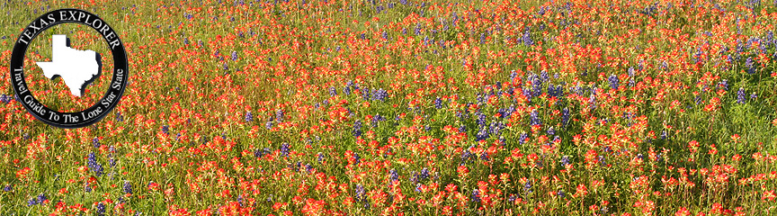 Image #1. Bluebonnets and Indian Paint Brushes Brenham.