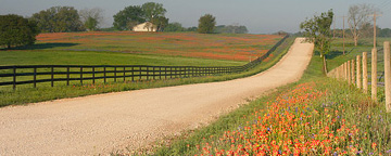 Image #13. Bluebonnets and Indian Paint Brushes Brenham.