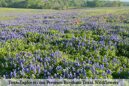 Image #12. Bluebonnets and Indian Paint Brushes Brenham.