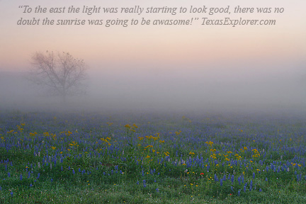 Image #5. Foggy morning with wildflowers near Chappell Hill.