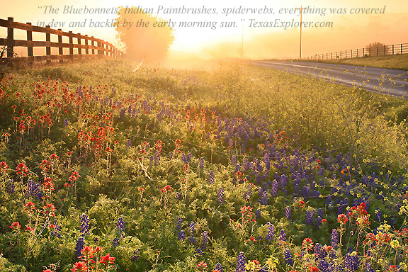 Image #9. Bluebonnets and Indian Paint Brushes backlit by the early morning sun near Chappell Hill Texas.