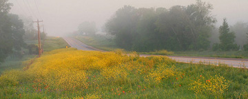 Image #8. Bluebonnets and Indian Paint Brushes Brenham Texas.